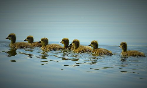 nature  birds  young wild geese