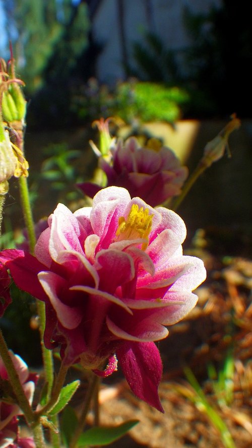 nature  flower  plant