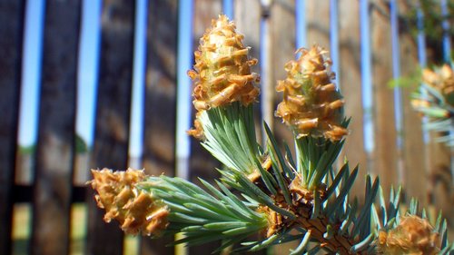 nature  plant  outdoors