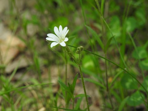 nature  plant  flower