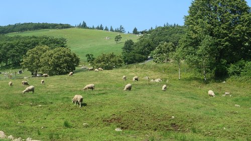 nature  grass  hayfields