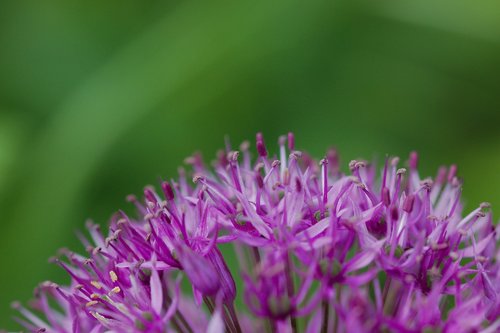 nature  plant  flower