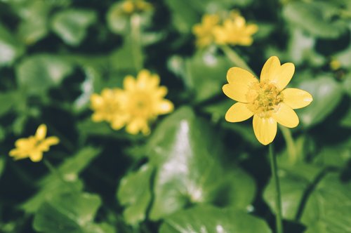 nature  flower  plant