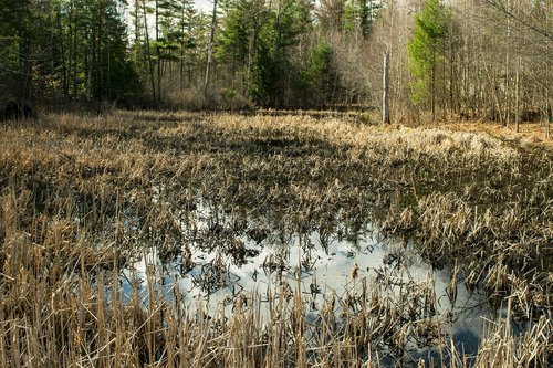 nature  outdoors  landscape