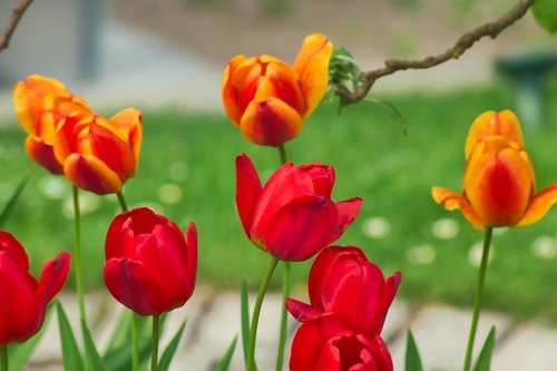 nature  flower  plant