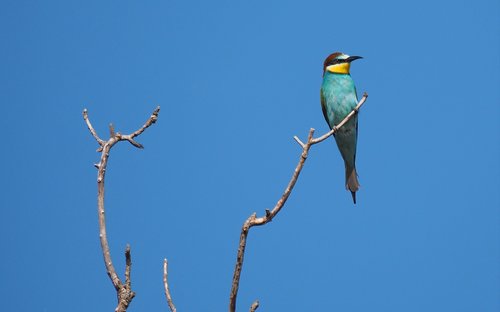 nature  bird  guepier