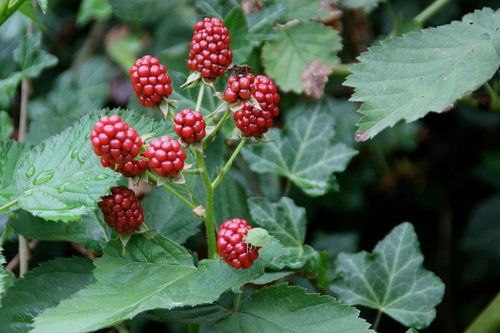 nature  food  fruit