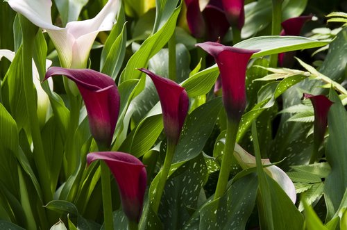 nature  plant  garden