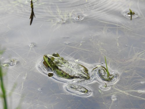 nature  monolithic part of the waters  amphibians bezogonowe