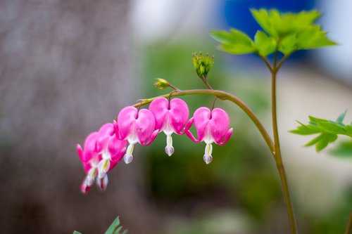 nature  flower  flora