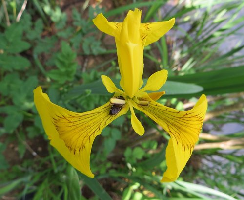 nature  flora  flower