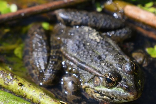 nature  amphibian  animal