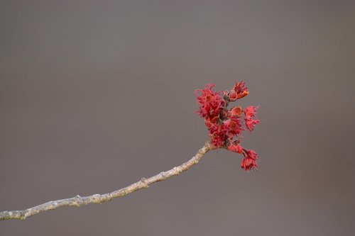 nature  branch  flower