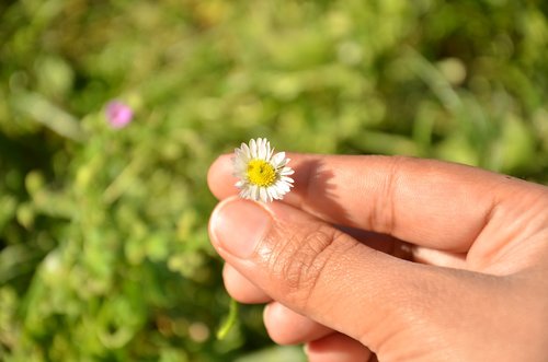 nature  outdoors  flower