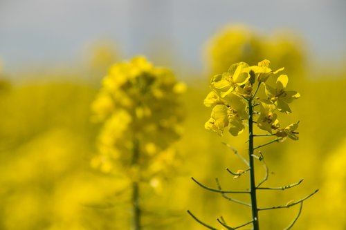 nature  flower  plant