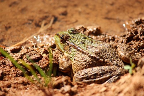 nature  wildlife  frog