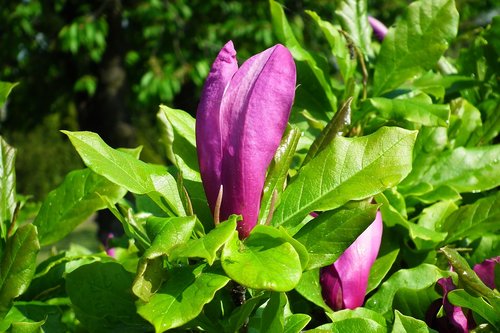 nature  leaf  plant