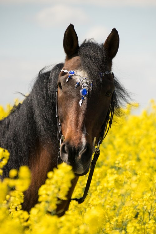 nature  oilseed rape  horse