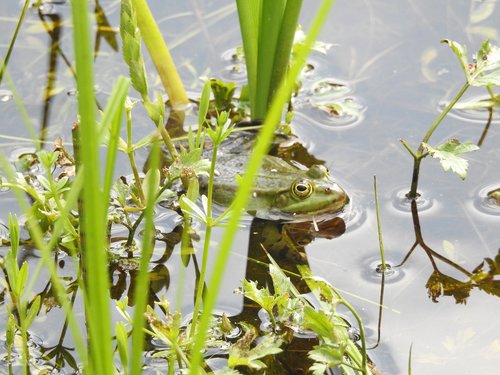 nature  plant  monolithic part of the waters