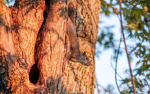 nature  tree  wood