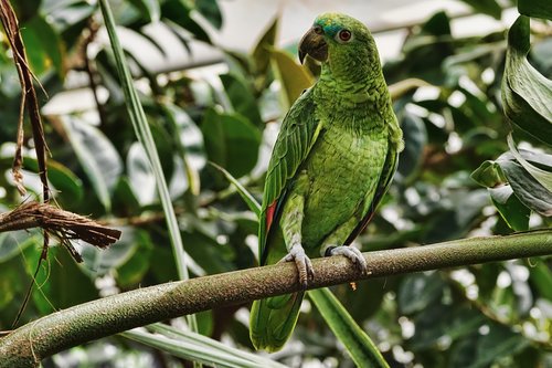 nature  bird  parrot