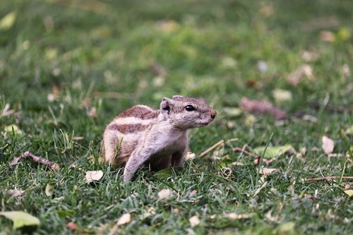 nature  grass  wildlife