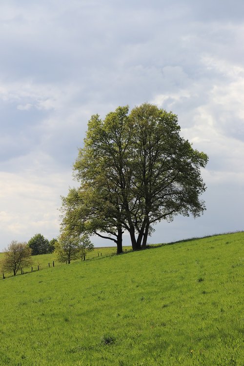 nature  landscape  tree