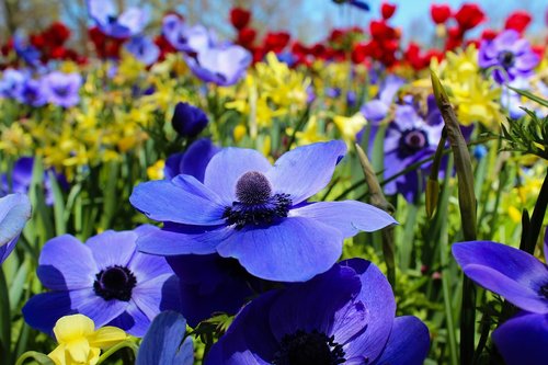 nature  plant  tulip