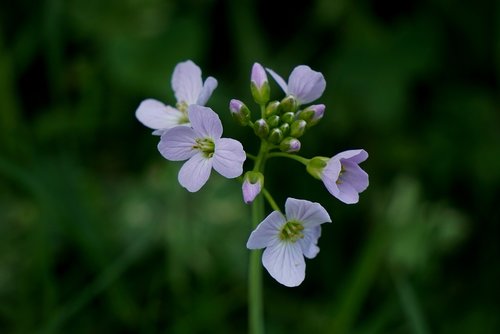 nature  flower  plant