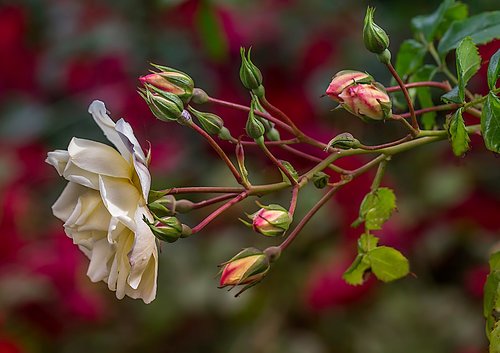 nature  flower  plant