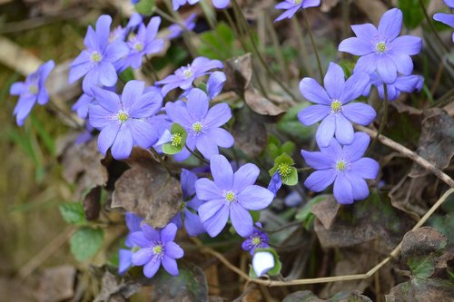 nature  plant  flower