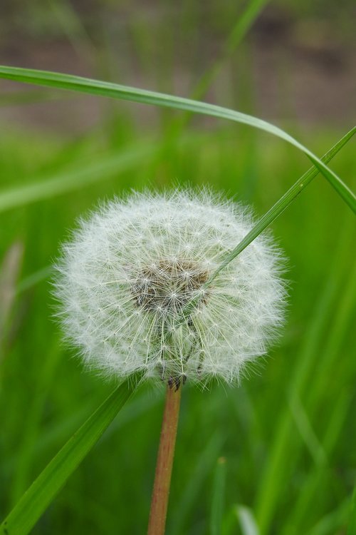 nature  plant  lawn