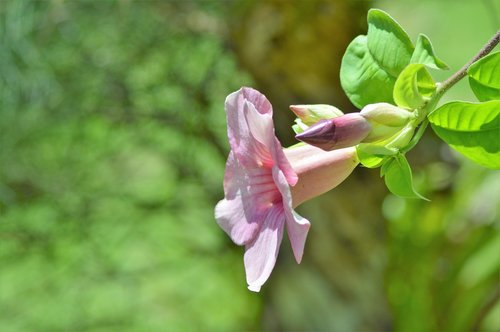 nature  leaf  plant