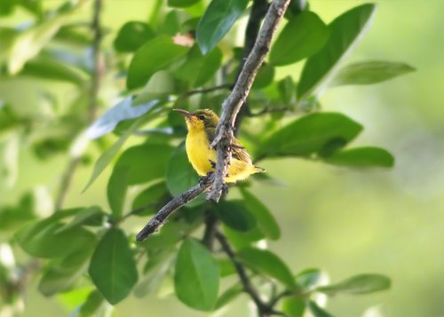 nature  bird  tree