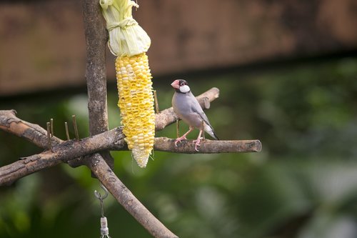 nature  outdoor  tree