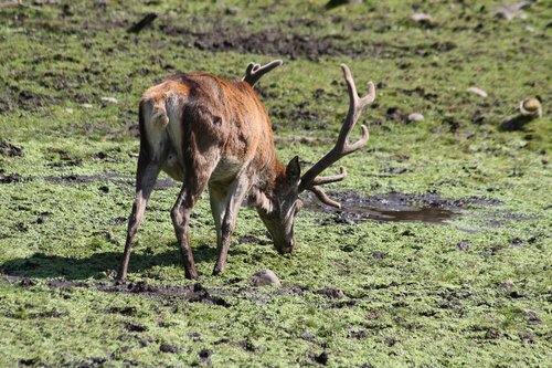 nature  wildlife  animal