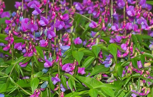 nature  flower  plant