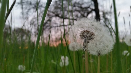 nature  flora  growth