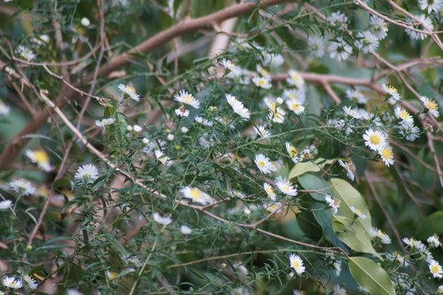 nature  plant  flower