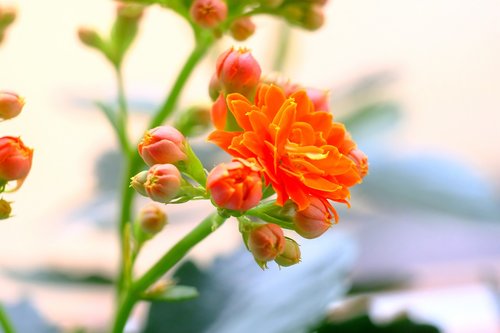 nature  flower  leaf