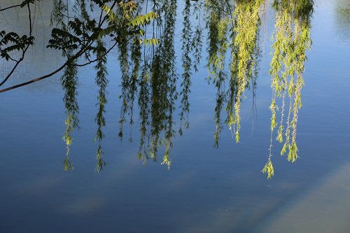 nature  tree  water