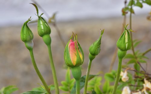 nature  leaf  plant