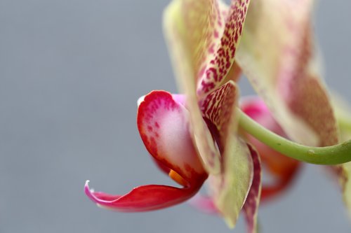 nature  flower  plant