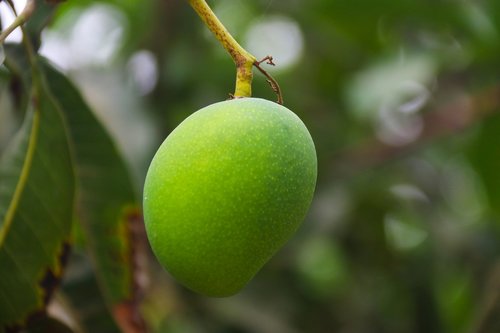 nature  leaf  fruit