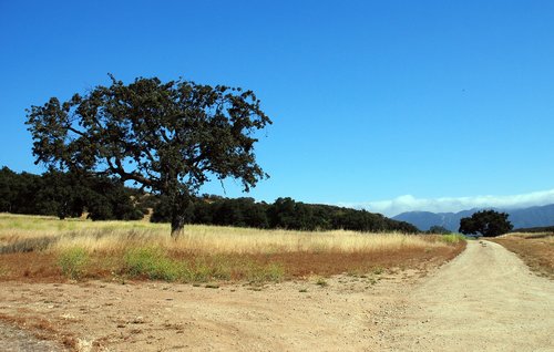 nature  landscape  tree