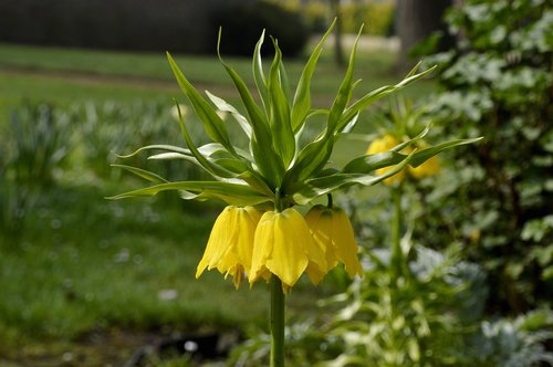 nature  flower  plant