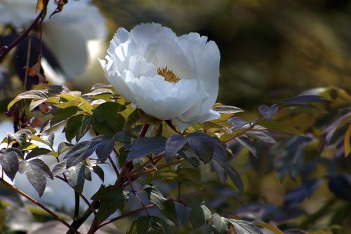 nature  tree  flower