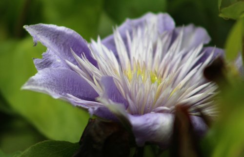 nature  flower  flora