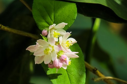 nature  plant  flower