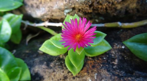 nature  flora  flower